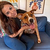 adopt a pet