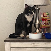 adopt a pet