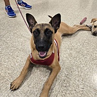 adopt a pet