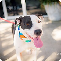 alamo city pit bull rescue phone number