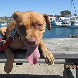 Photo of MARLEY - I'M A BEACH DOG