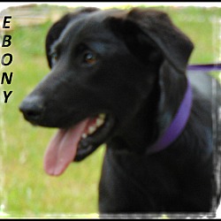 Thumbnail photo of Ebony #4