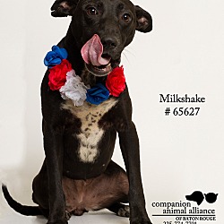 Thumbnail photo of Milkshake (Foster) #3
