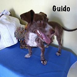 Thumbnail photo of Guido #3