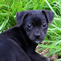 Thumbnail photo of Dinky ~adopted! #4