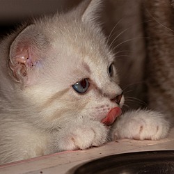 Thumbnail photo of White Kitty 2 #4