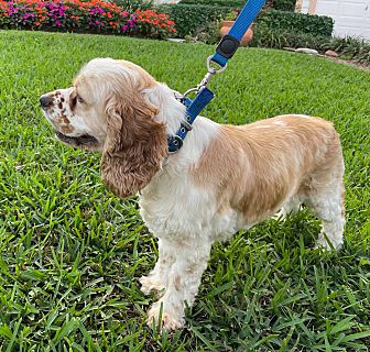 Coastal cocker spaniel rescue best sale