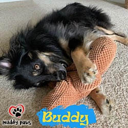Thumbnail photo of Buddy (Courtesy Post) #3
