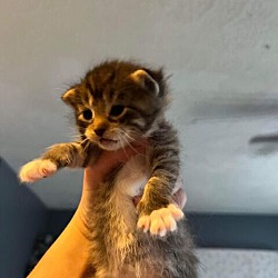 Thumbnail photo of Molly (Camp Kikiwaka litter kitten #3) #3