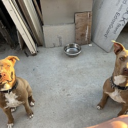 Photo of Chico and Max