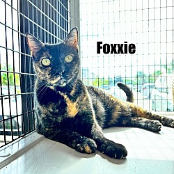 Photo of Foxxie