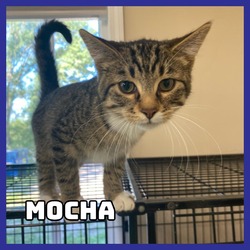 Thumbnail photo of Mocha #2