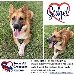 Thumbnail photo of Gidget #1