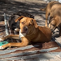 adopt a pet