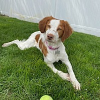 adopt-pet