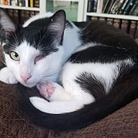 adopt a pet