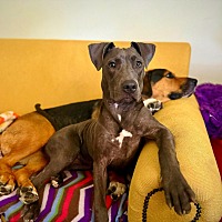 adopt a pet