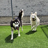 adopt-pet