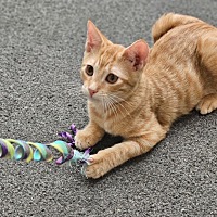 adopt a pet