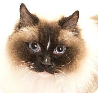 Chicago, IL - Ragdoll. Meet Jimmy a Pet for Adoption.