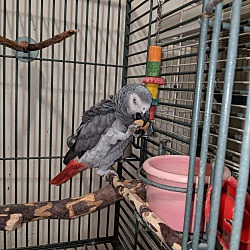 Thumbnail photo of Chicka’ The African Grey #3