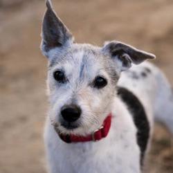 Palm Springs Animal Shelter In Palm Springs California