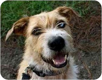 otterhound wire haired dog breeds