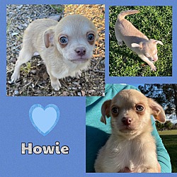 Thumbnail photo of Howie #1