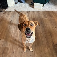 adopt a pet