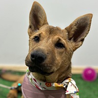 adopt a pet