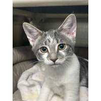 adopt-pet