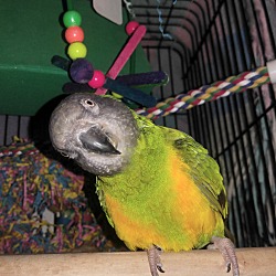 Thumbnail photo of Miss Ducky The Senegal Parrot #2