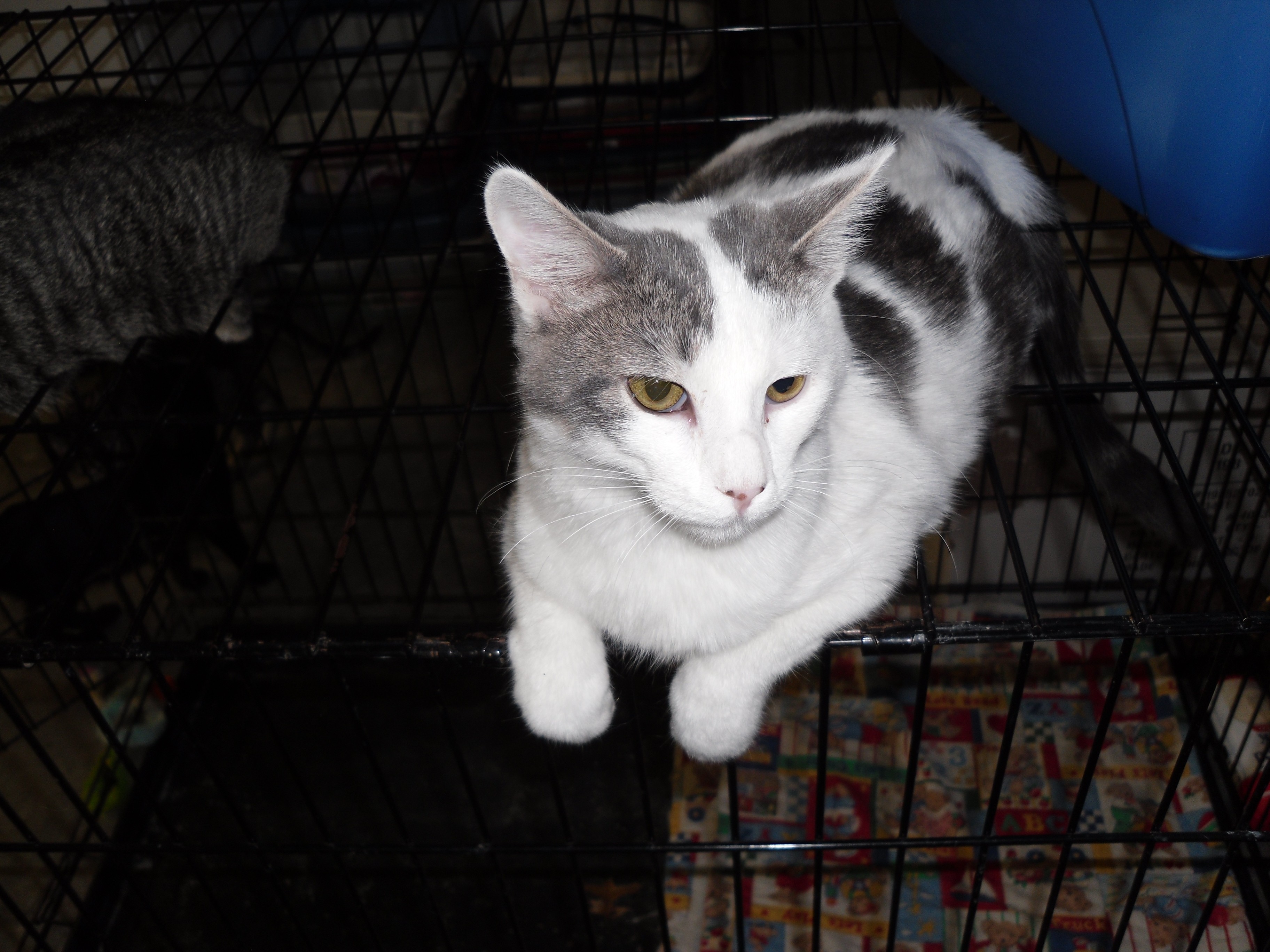Sedalia Mo Domestic Shorthair Meet Thane A Gray White Spotted