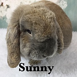 Thumbnail photo of Sunny #3