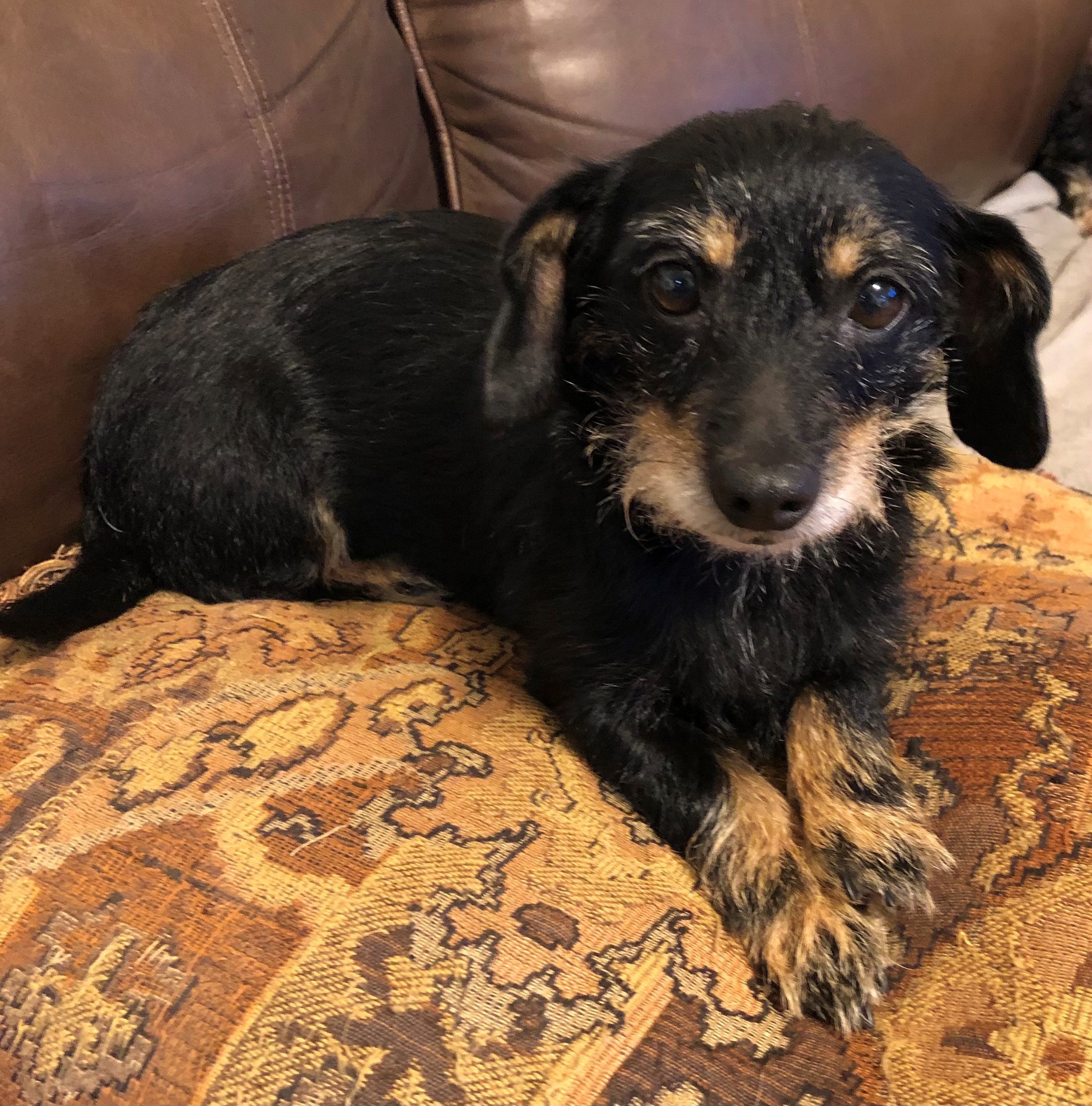 Adopt Brandy a Black - with Tan, Yellow or Fawn Dachshund ...