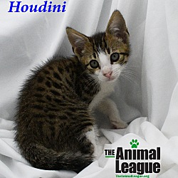 Thumbnail photo of Houdini #3