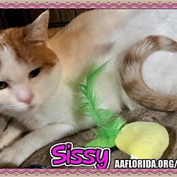 Thumbnail photo of Sissy #2