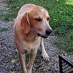 Photo of Maize
