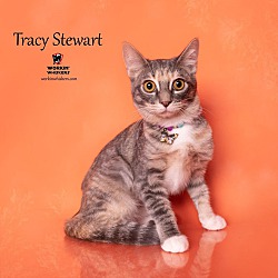 Photo of TRACY STEWART