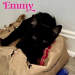 Photo of Kitten: Emmy