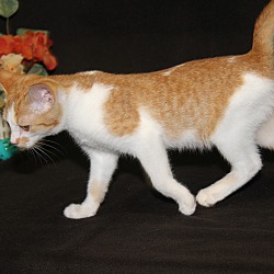 Thumbnail photo of Marmalade #2