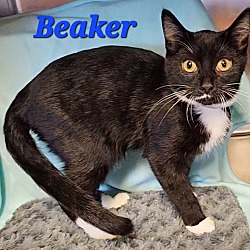 Thumbnail photo of Beaker #2