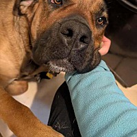 adopt a pet