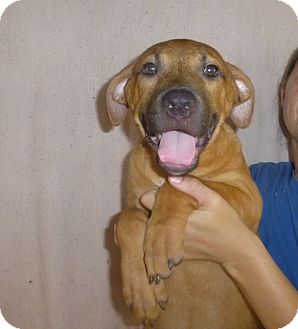 ridgeback mastiff mix puppies