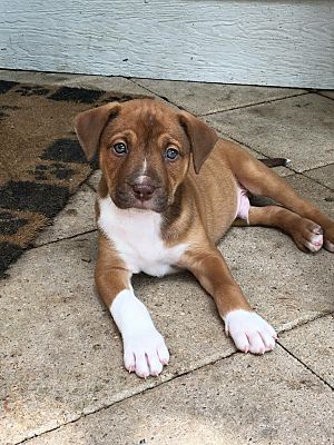 Houston, TX - Black Mouth Cur/American Staffordshire Terrier. Meet ...