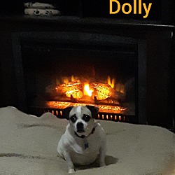 Photo of Dolly  adoption pending