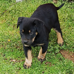 Thumbnail photo of Ludo~adopted! #2