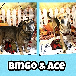 Thumbnail photo of Bingo #3