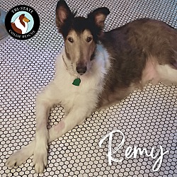 Thumbnail photo of Remy #4