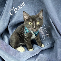 Photo of CHASE